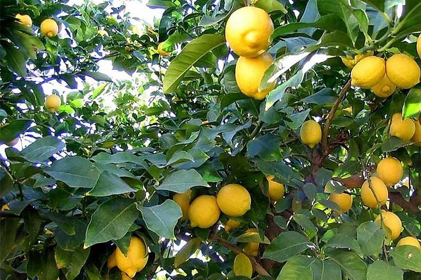 Ein Zitronenbaum mit schönen grünen Blättern, beladen mit gelben Zitronen