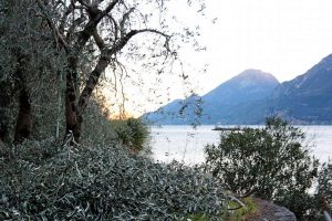 Büschel von Blättern und Ästen am Fuße eines frisch beschnittenen Olivenbaums am Gardasee