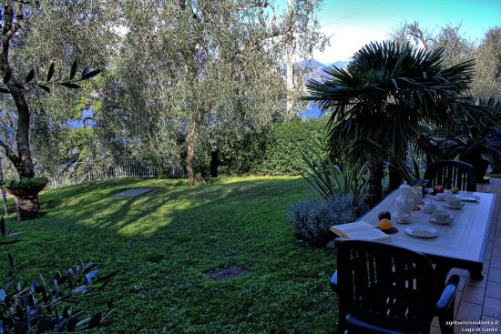 Blick von der Veranda auf den Olivenhaindie Olivenhaine