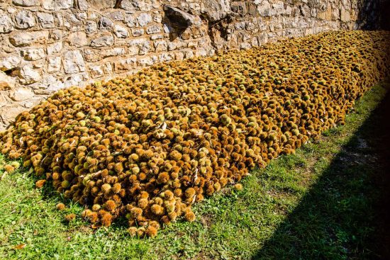 Kastanien, die noch in ihren Schalen stecken, aufgestapelt im Gras am Fuße einer Steinmauer in San Zeno di Montagna